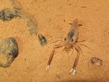 00396-2320 Prawn in Kenyalang Cave - Photo by Garry K Smith